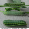 colias alfacariensis larva4 volg